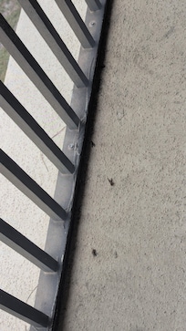 Dead wasps in screened in porch that we killed with spray