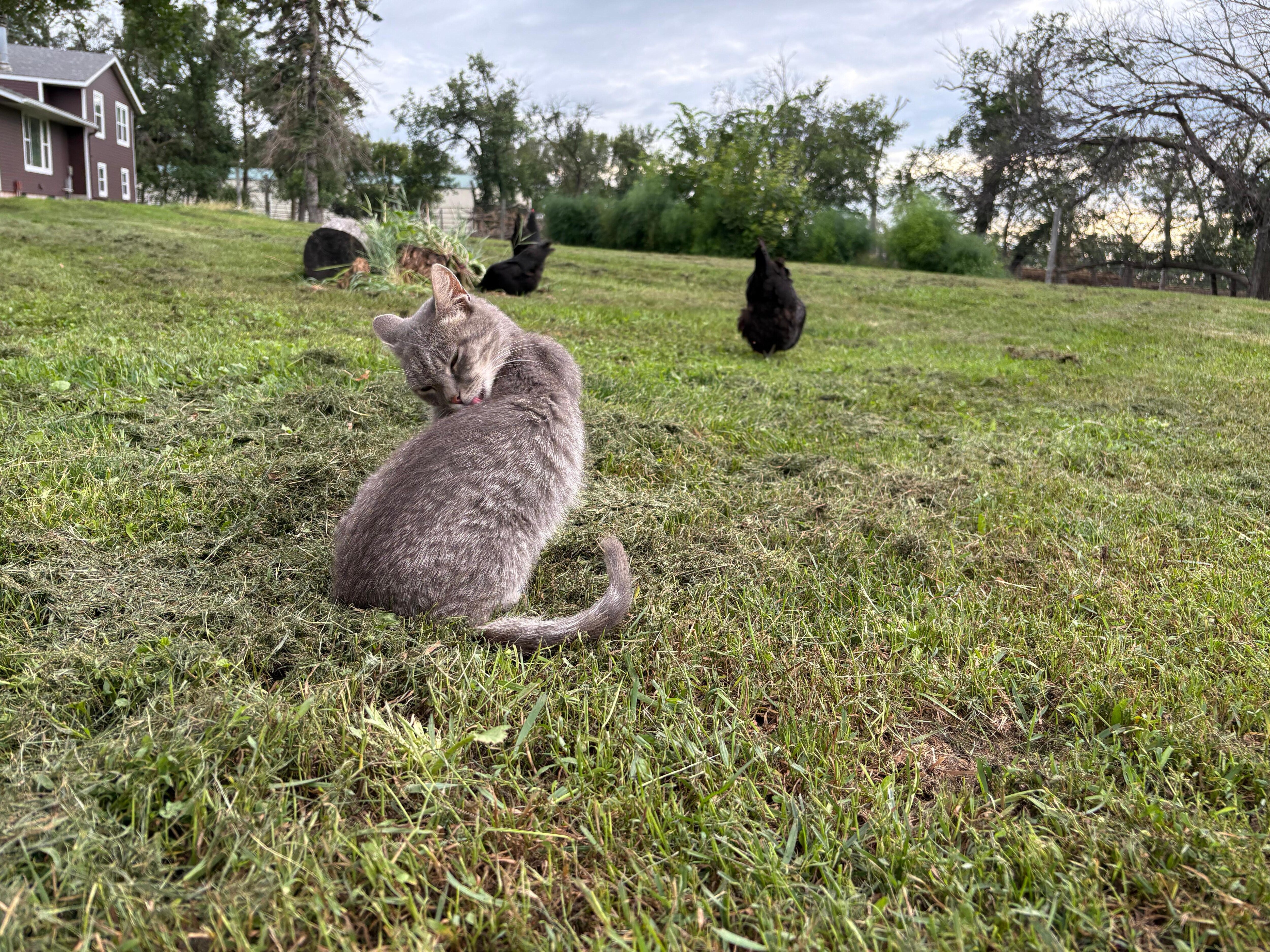 One of the kitties with the hens