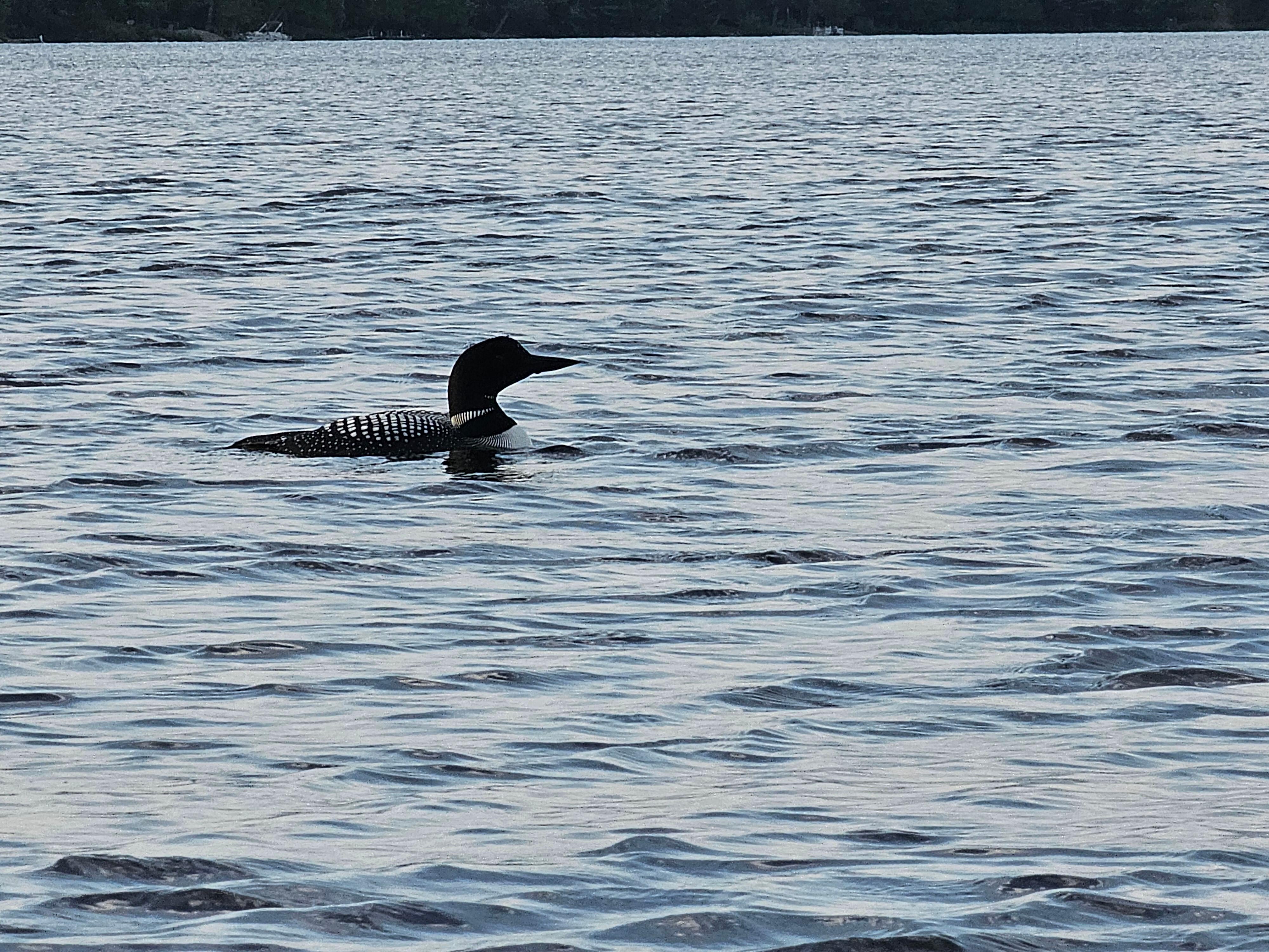 resident loon