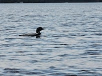 resident loon