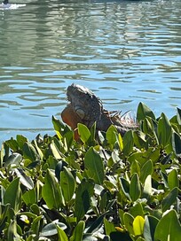 Iguana at close by dolphin research center