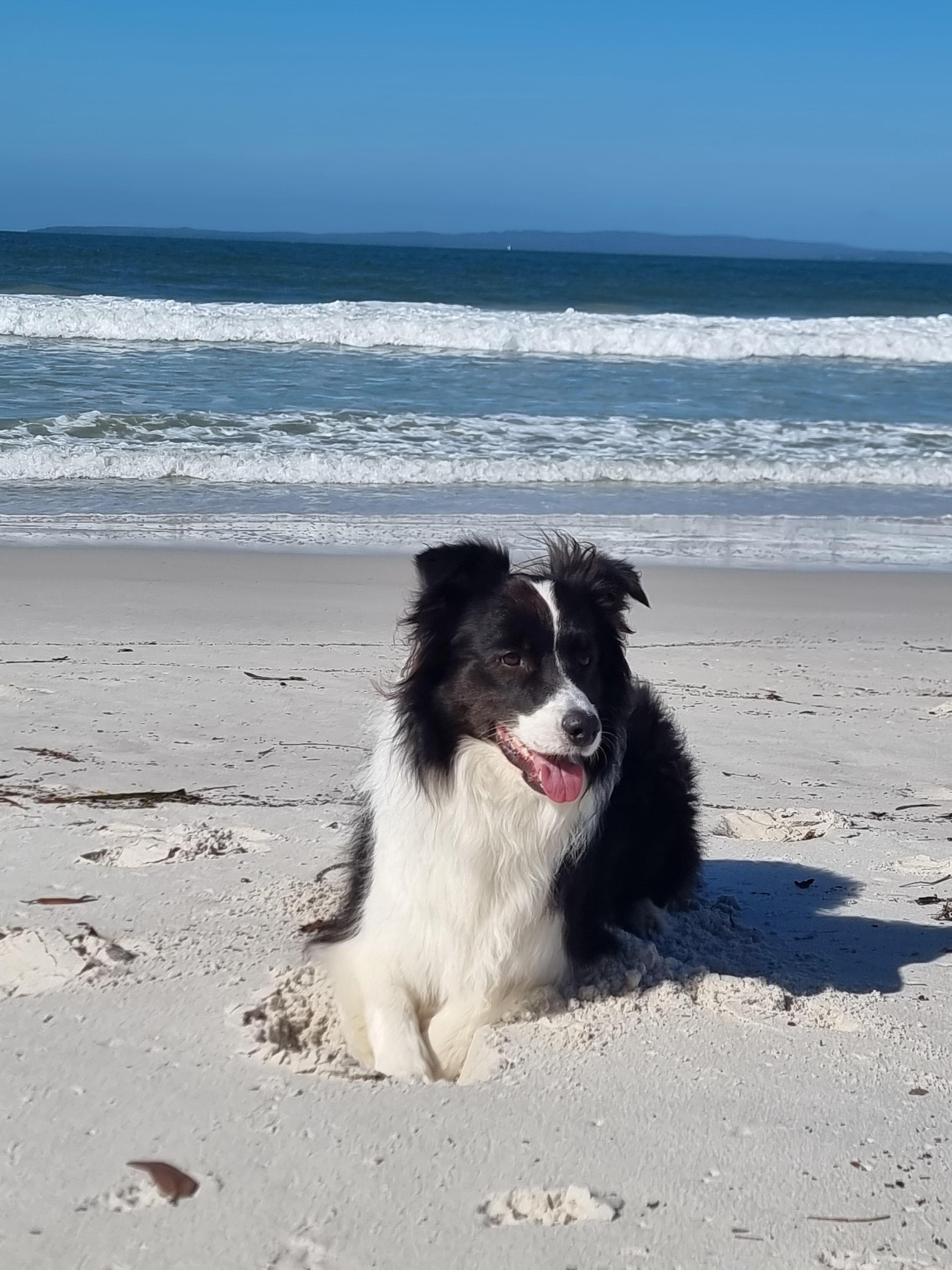 Plenty of space for the Fur babies to run, dig and have fun at the beach. 😍