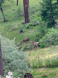 Early morning deer sighting