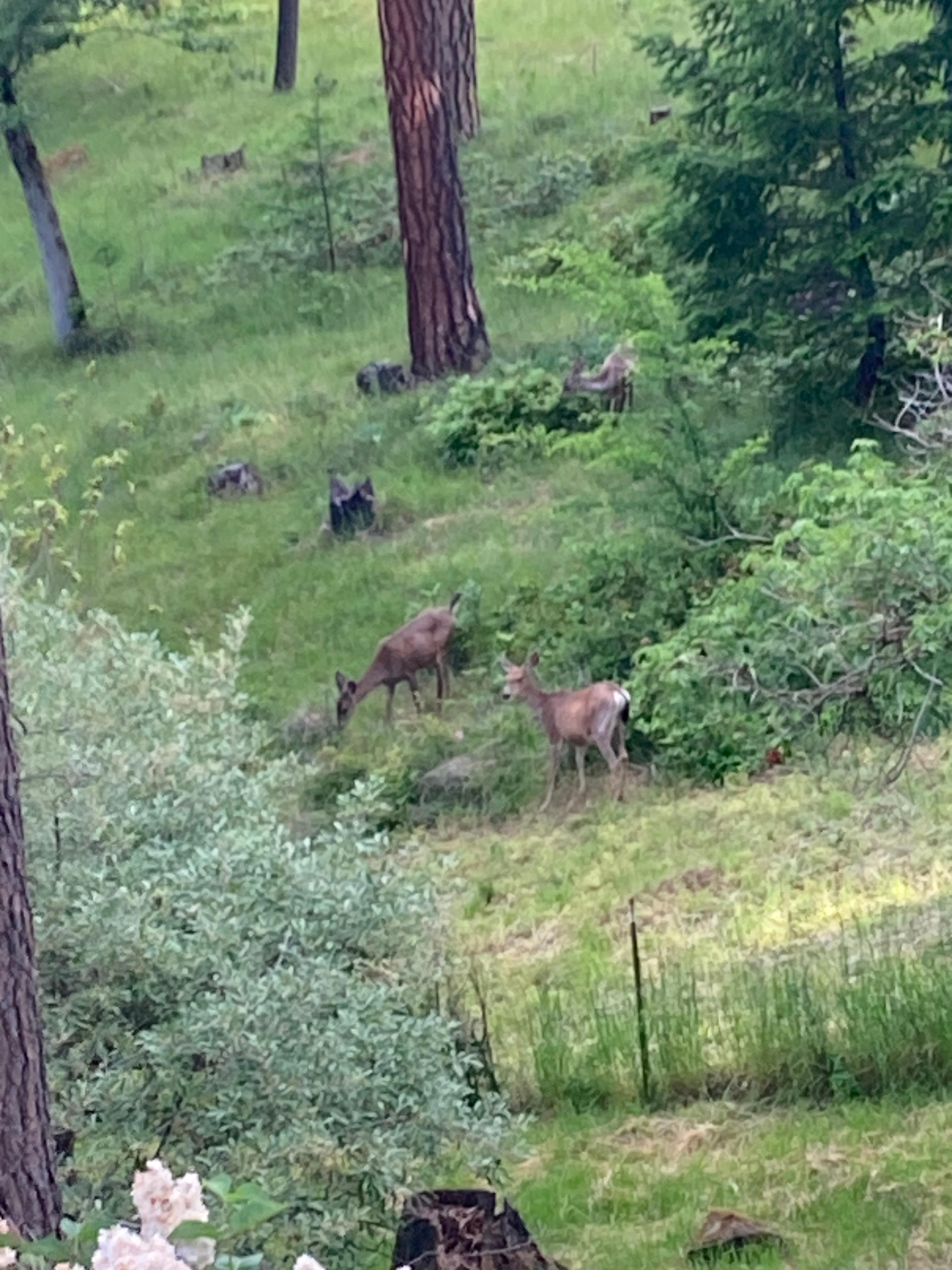 Early morning deer sighting