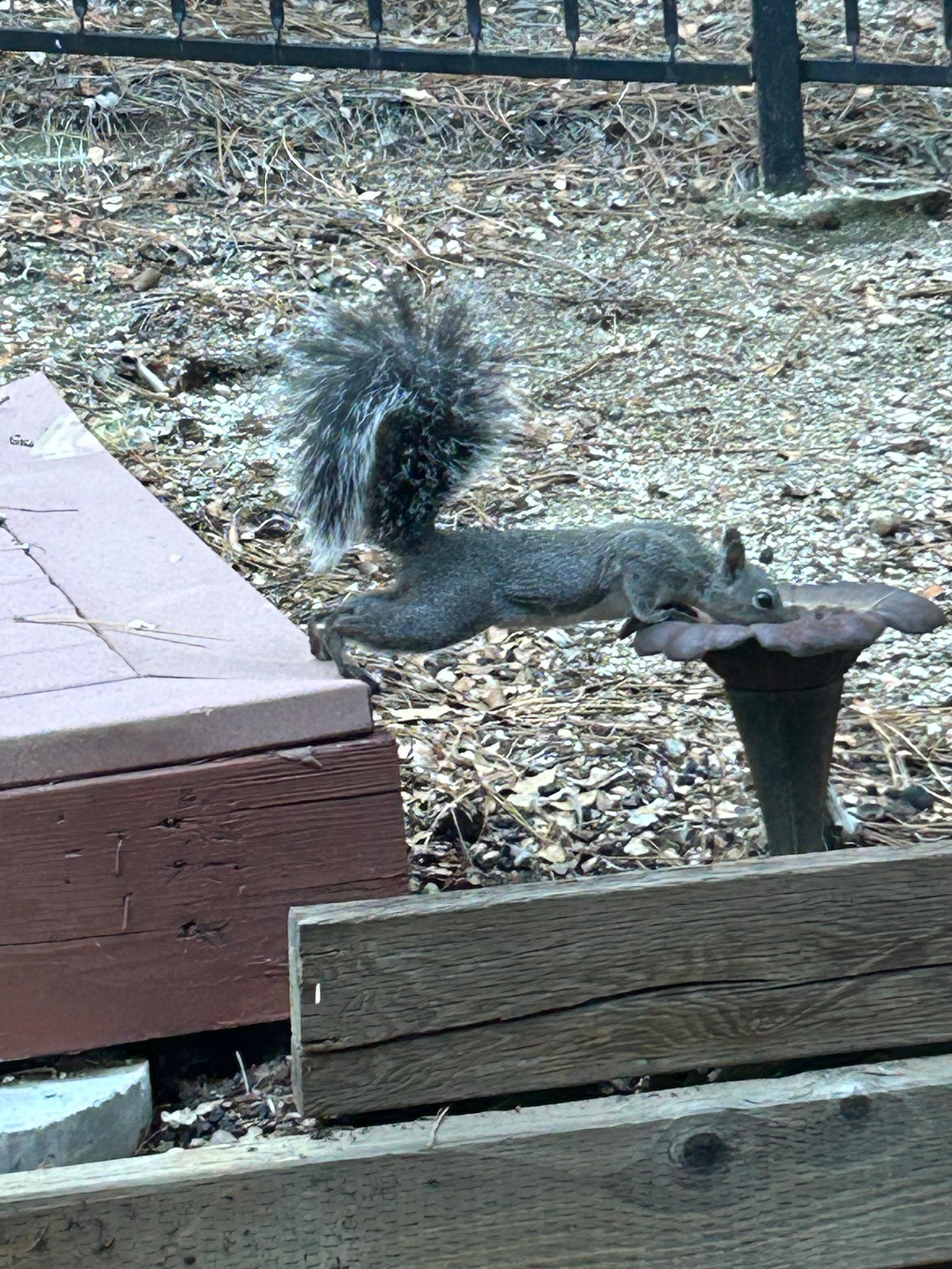 Squirrel taking a drink at back door