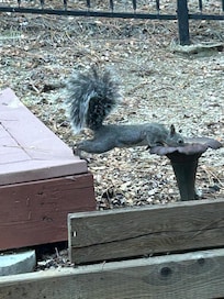 Squirrel taking a drink at back door