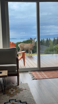 Deer visiting the patio
