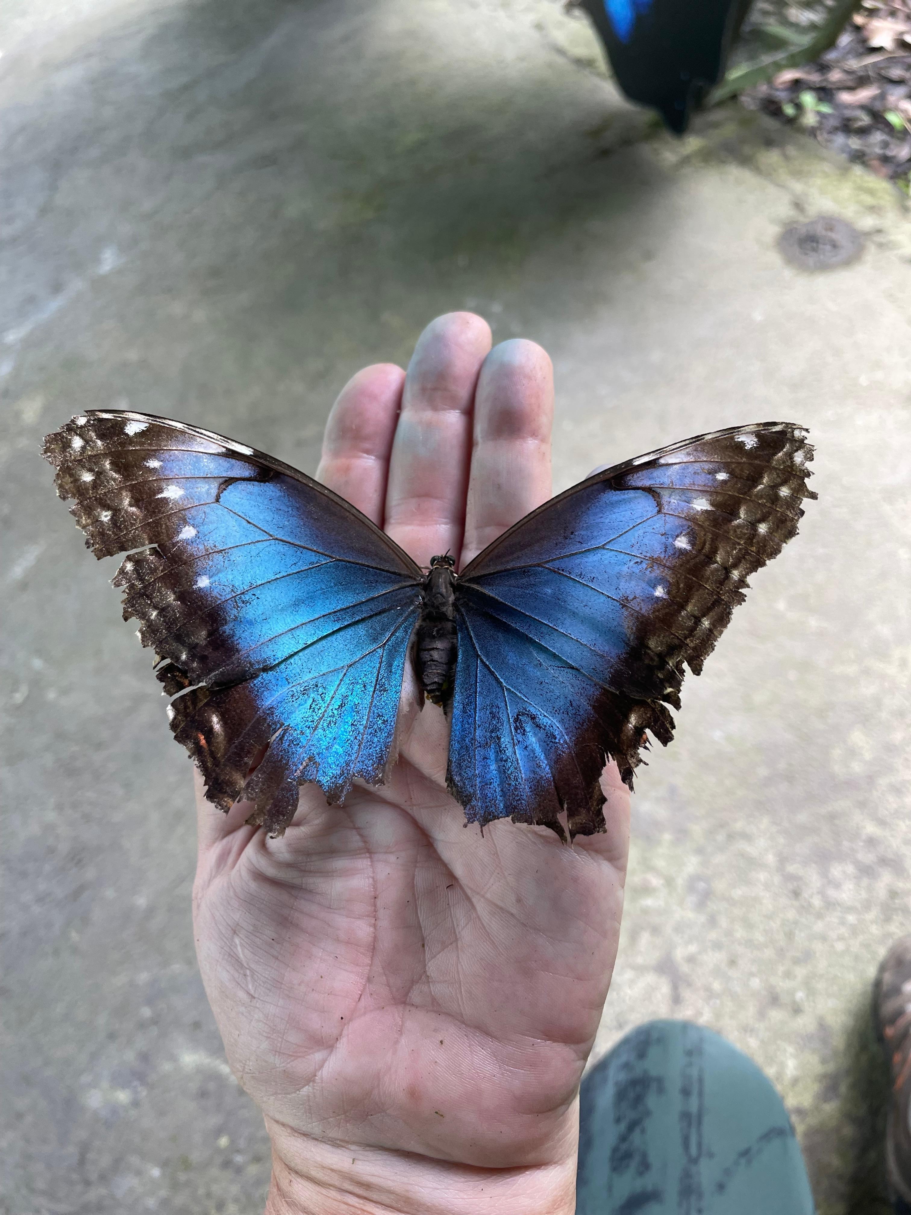 beautiful butterfly (there's 100's if not 1000's) 
