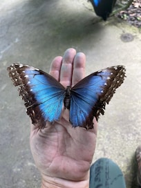beautiful butterfly (there's 100's if not 1000's)
