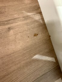 Roaches