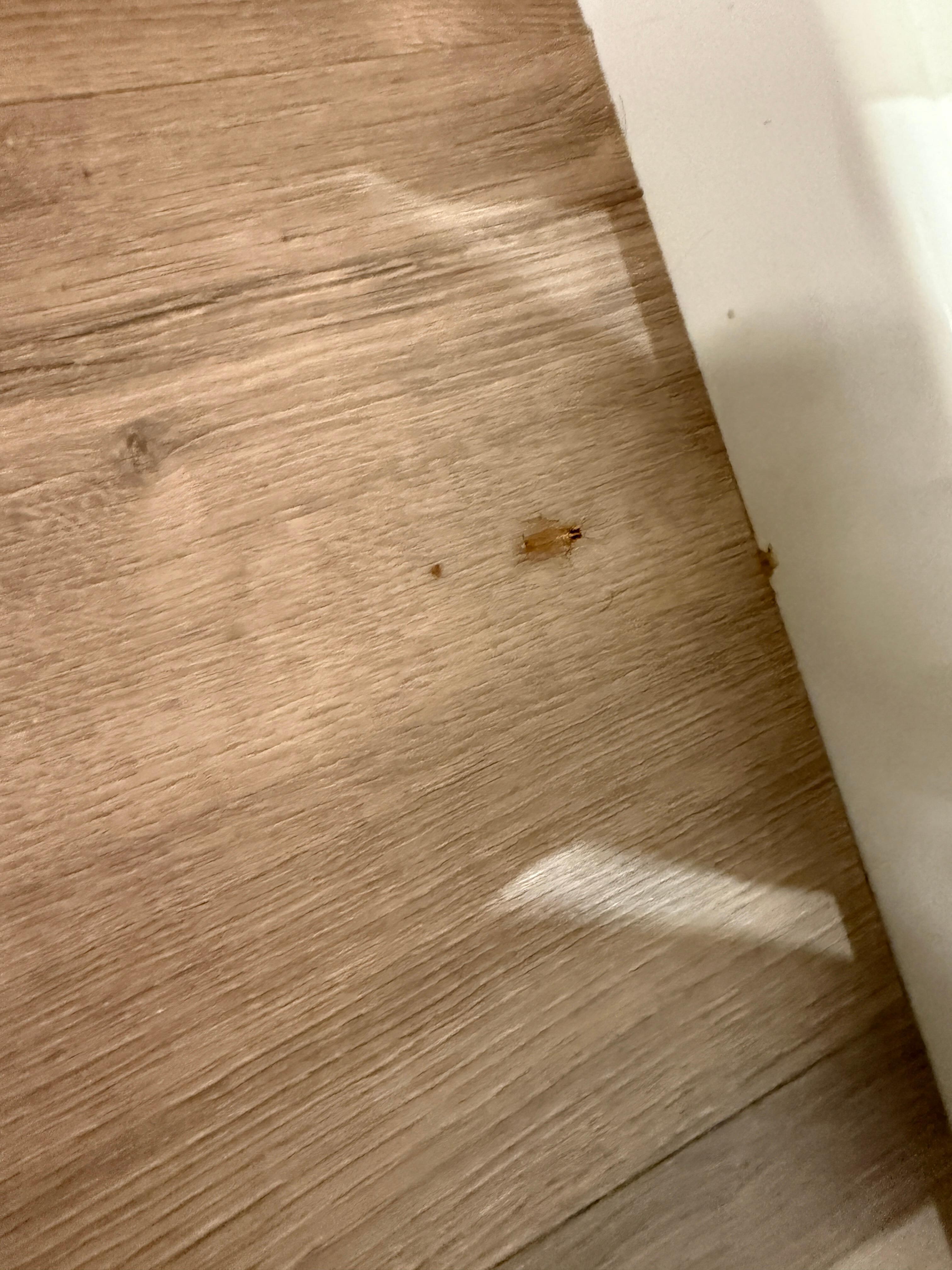 Roaches