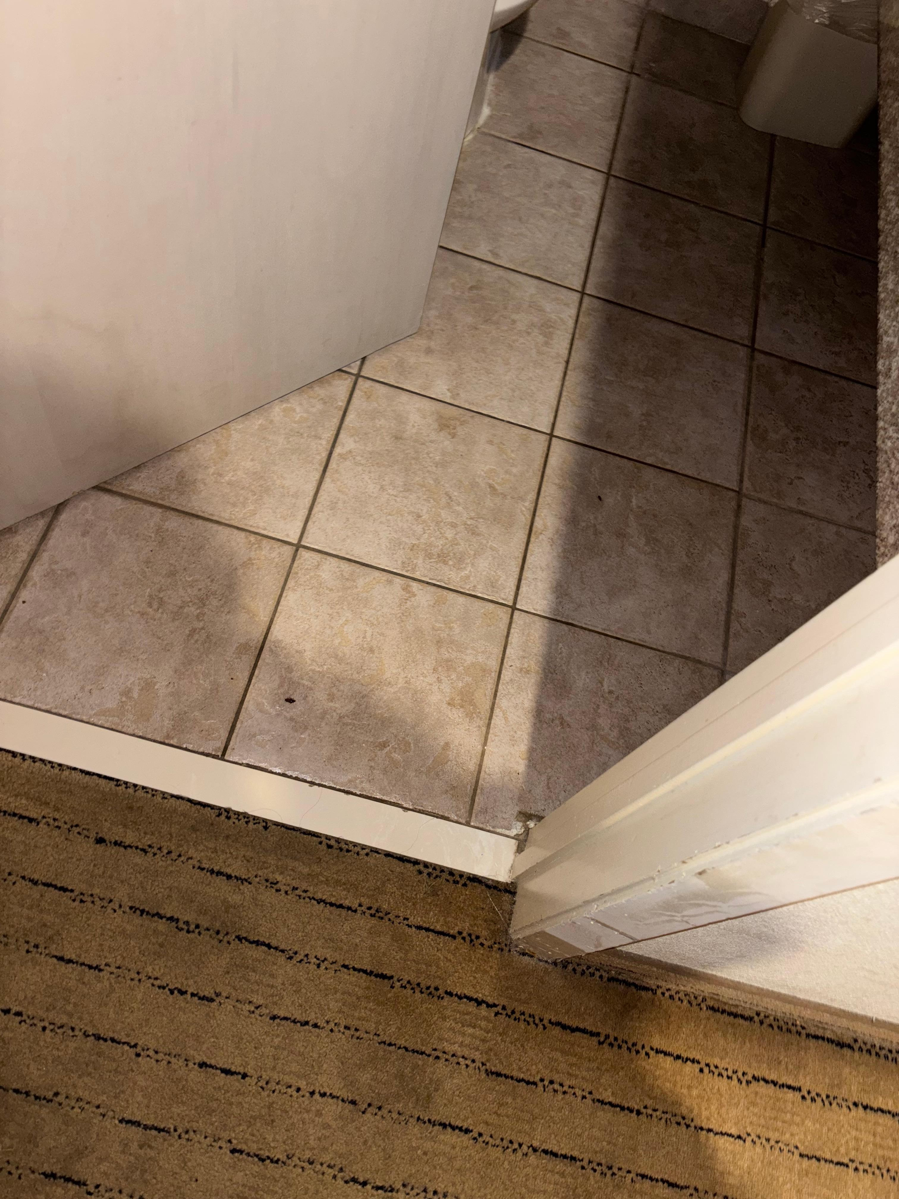 Roach more on the night stand and carpeting 