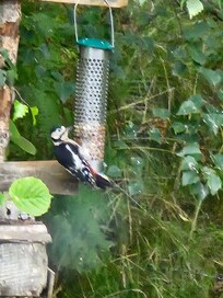 woodpecker