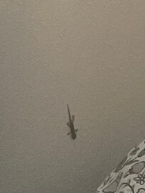The gecko near the bed