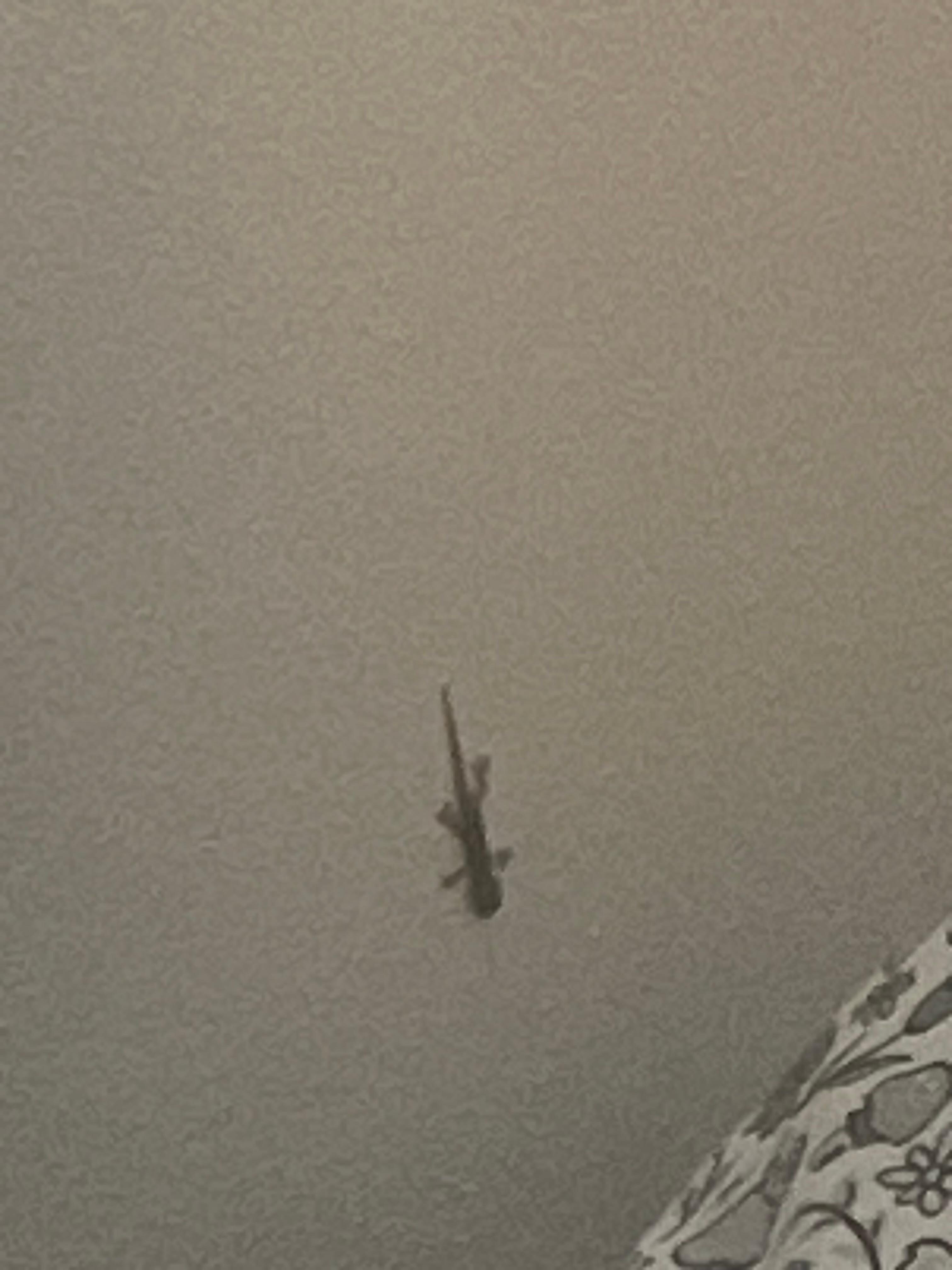 The gecko near the bed