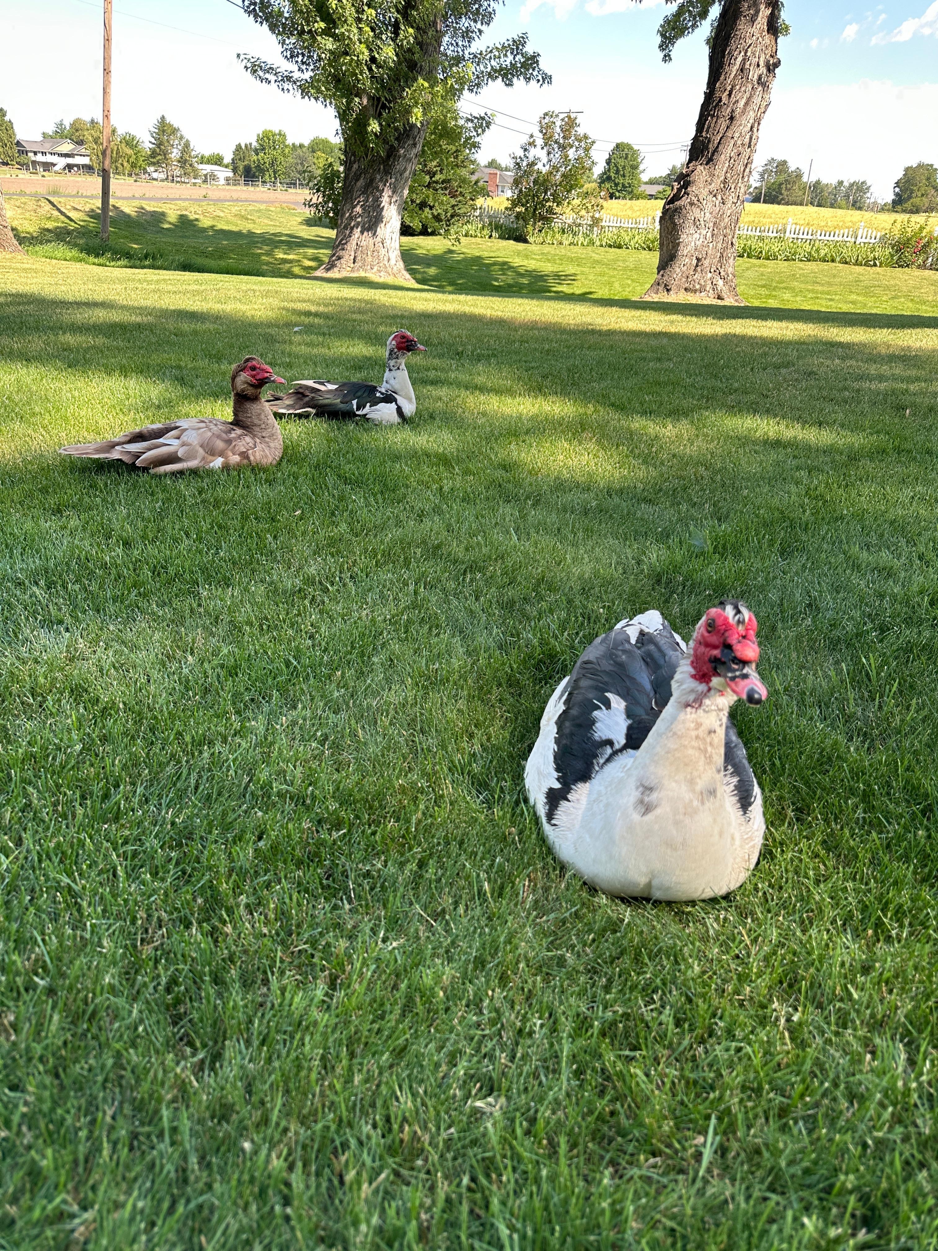 The friendly ducks 