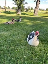 The friendly ducks