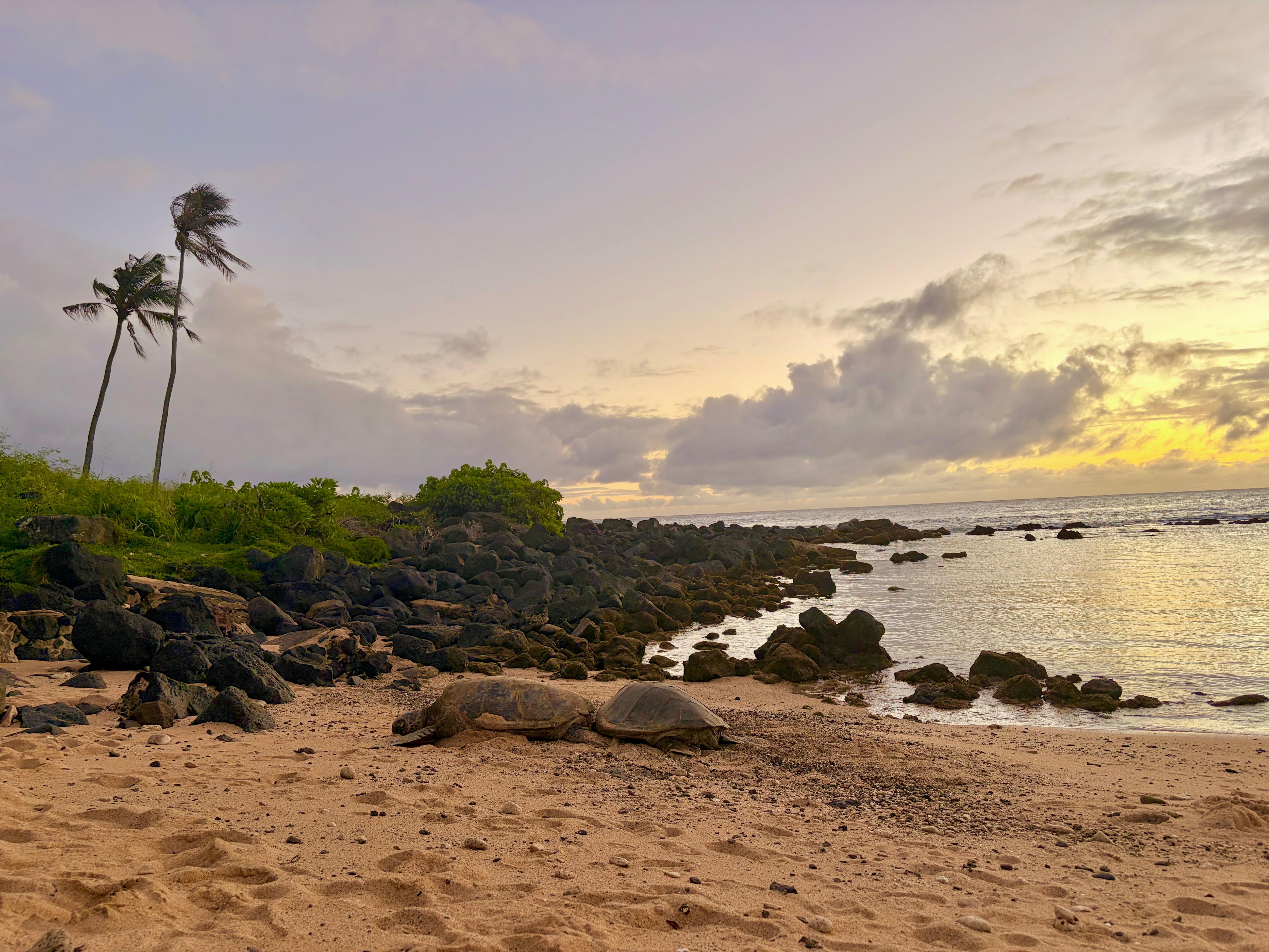 Turtles on baby beach, a ten minute walk from the condo 
