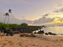 Turtles on baby beach, a ten minute walk from the condo