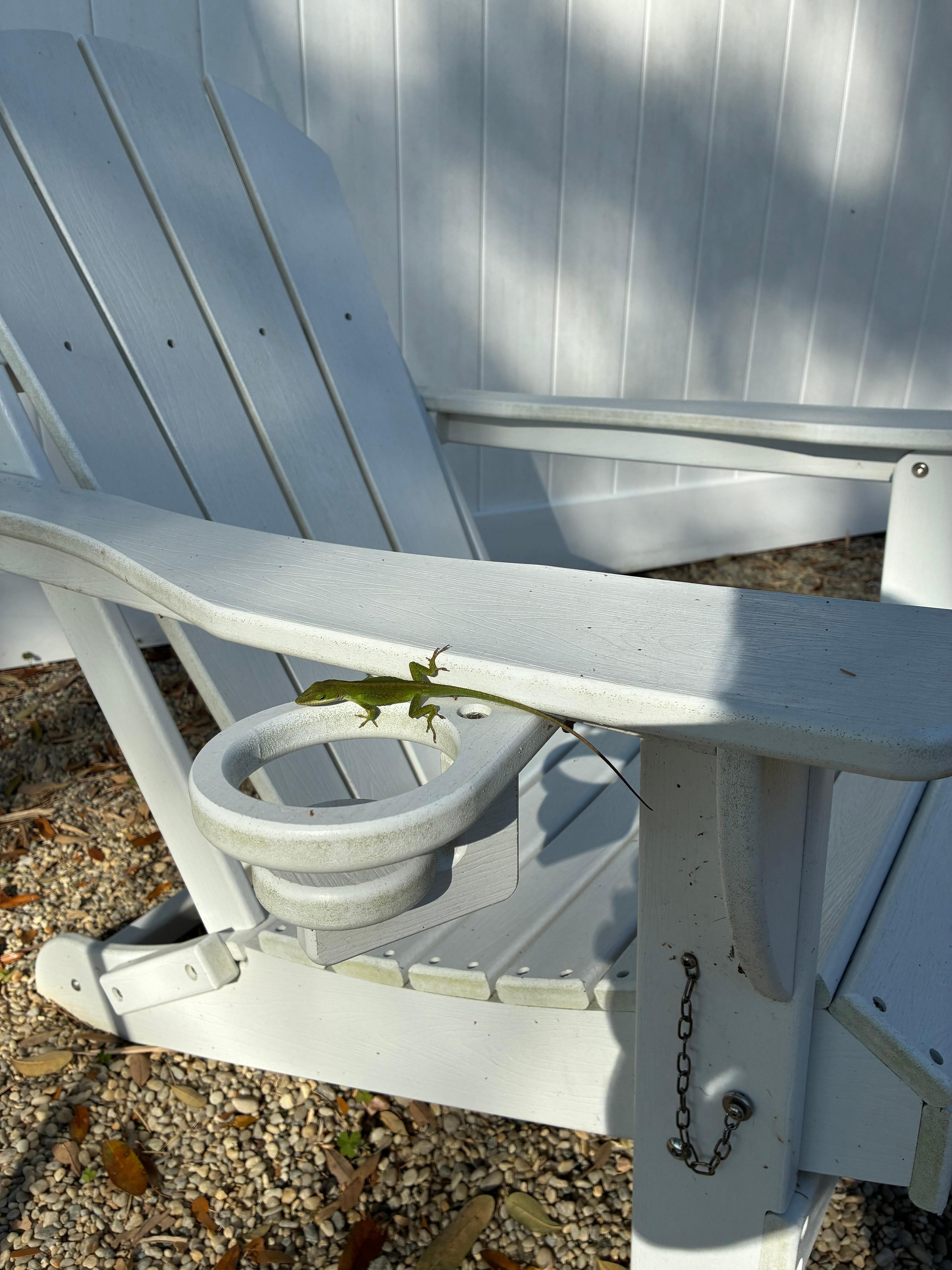 Awesome little lizards outside!