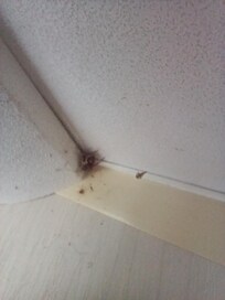 Spiders/cobwebs in lounge area