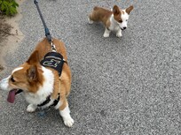 Archie and Gus had a great time at the beach