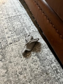 Dirty rag in living room