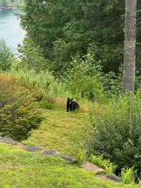 Bear sighting in the backyard