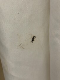 Hair on the shower curtain