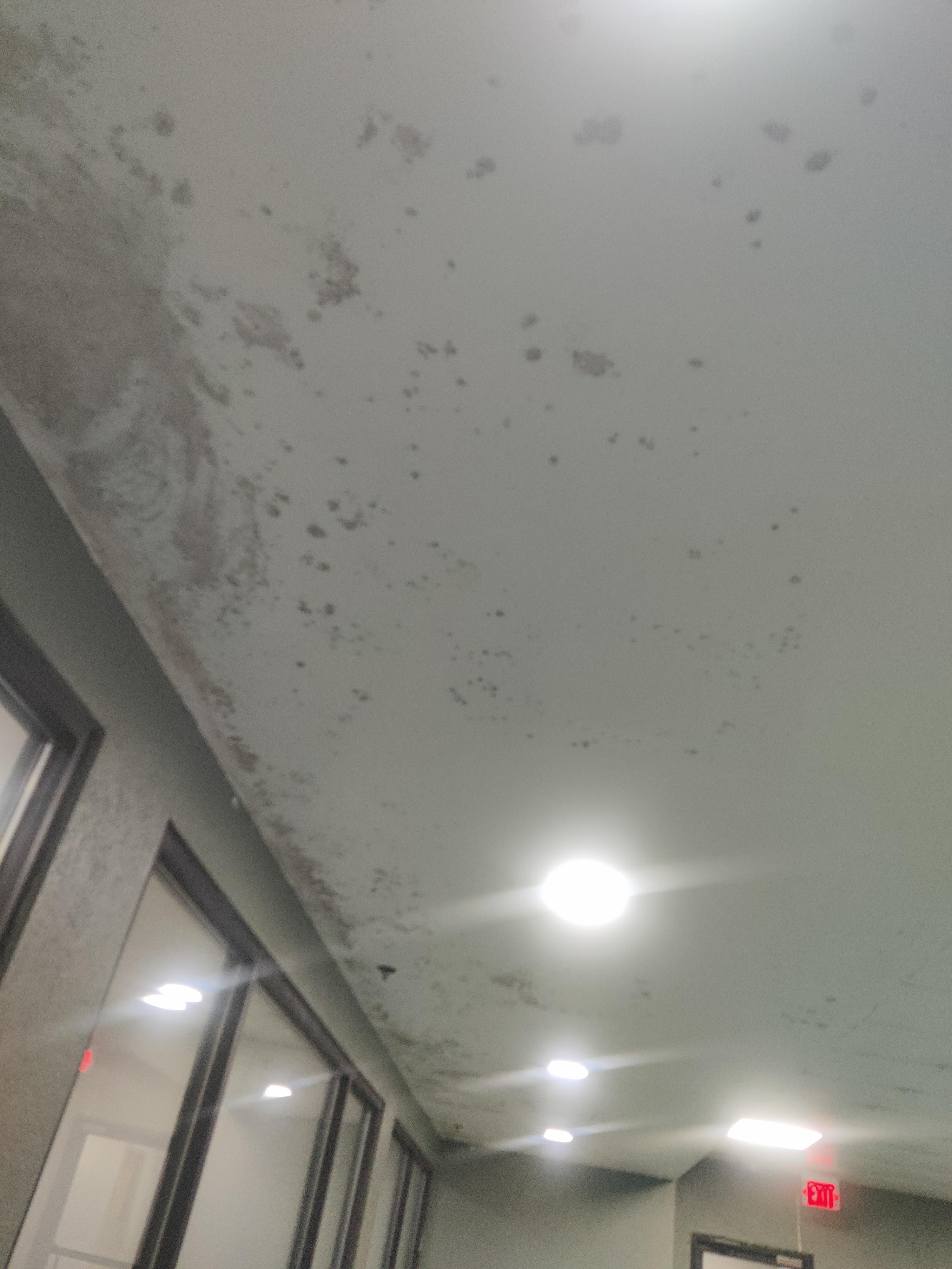 Mold on the ceiling in the swimming pool