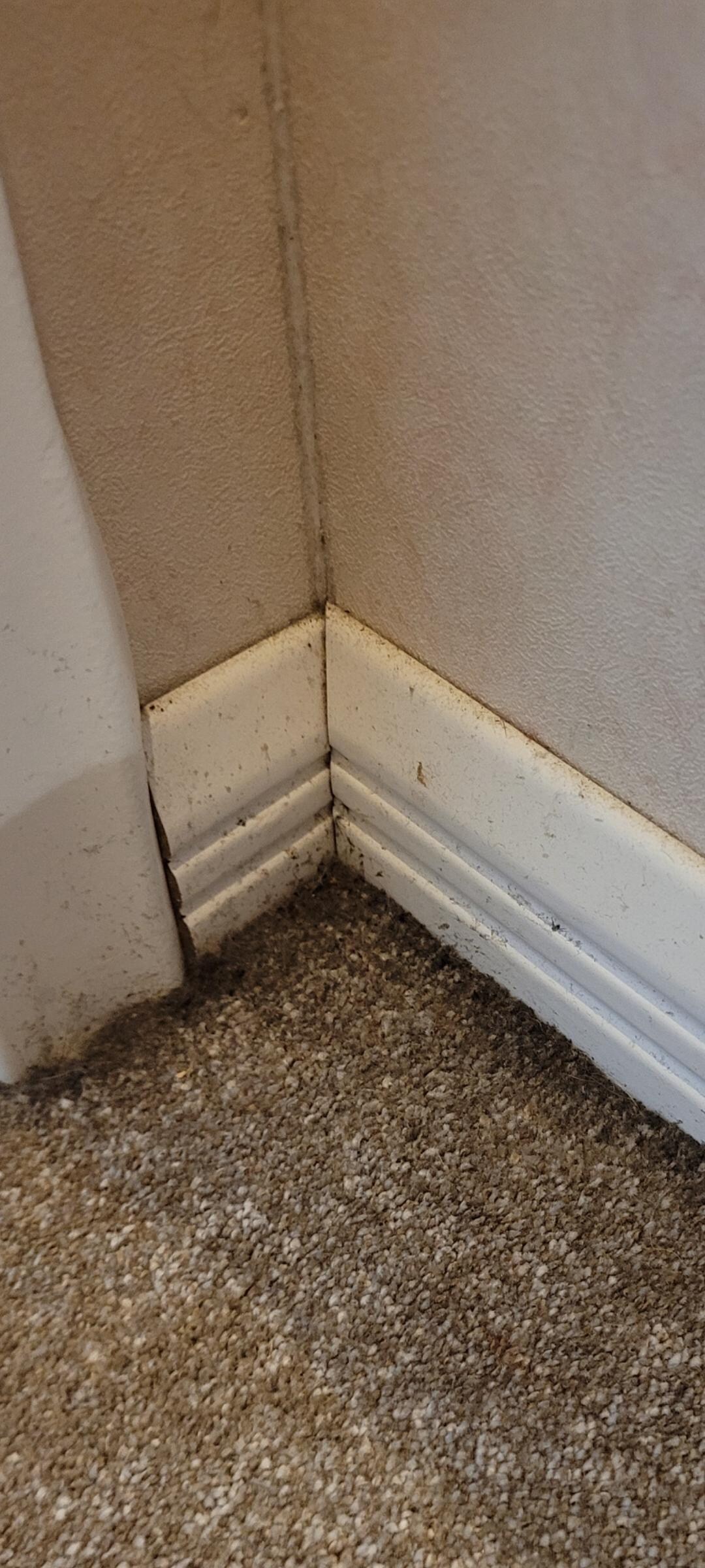 Mold creeping through carpet, master bedroom door frame - 1