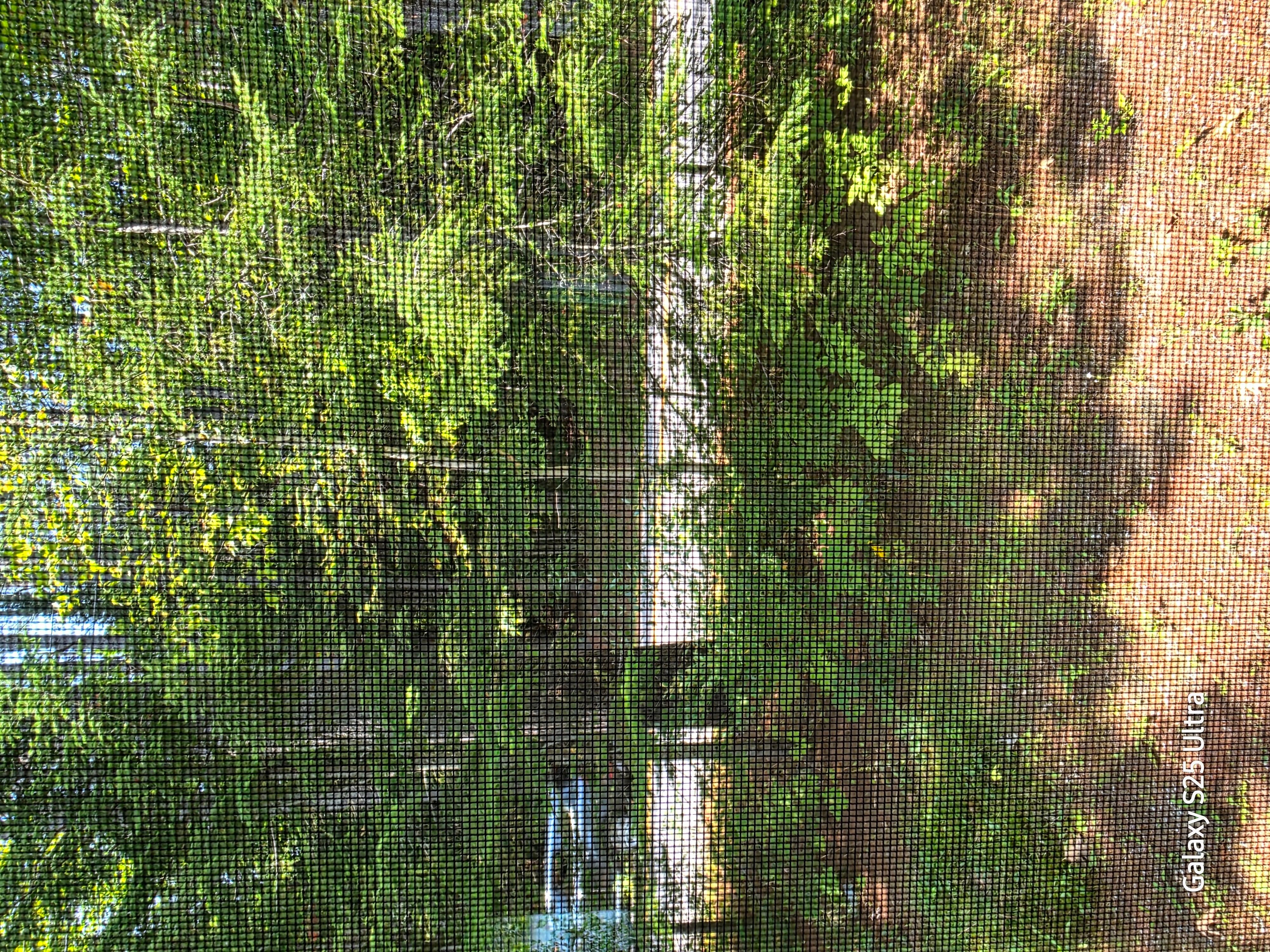 Looking out the kitchen window.