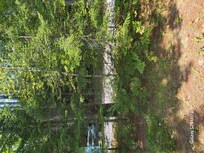 Looking out the kitchen window.