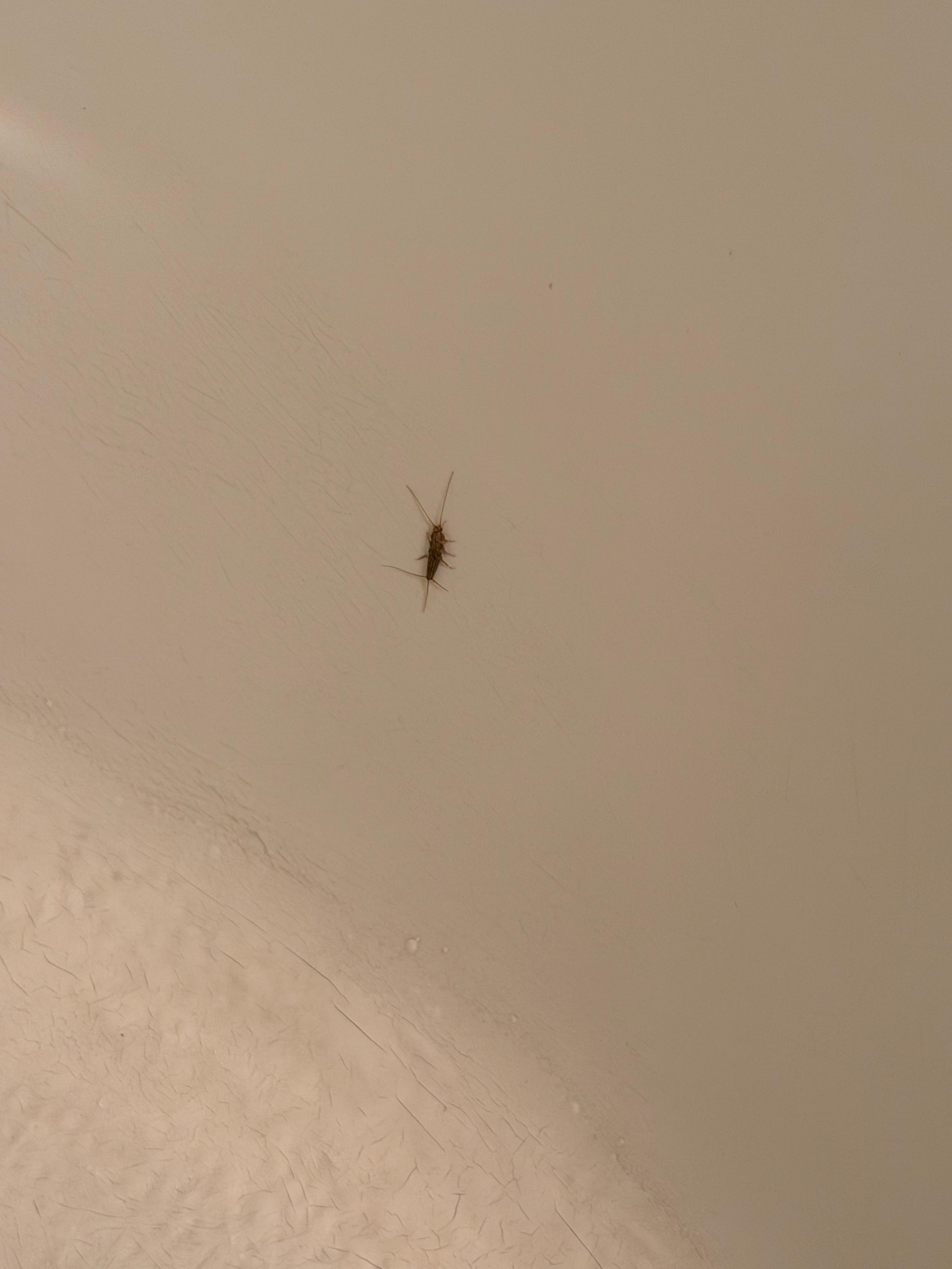 Large roach like insect in the tub