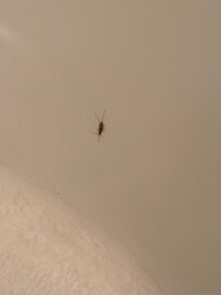 Large roach like insect in the tub