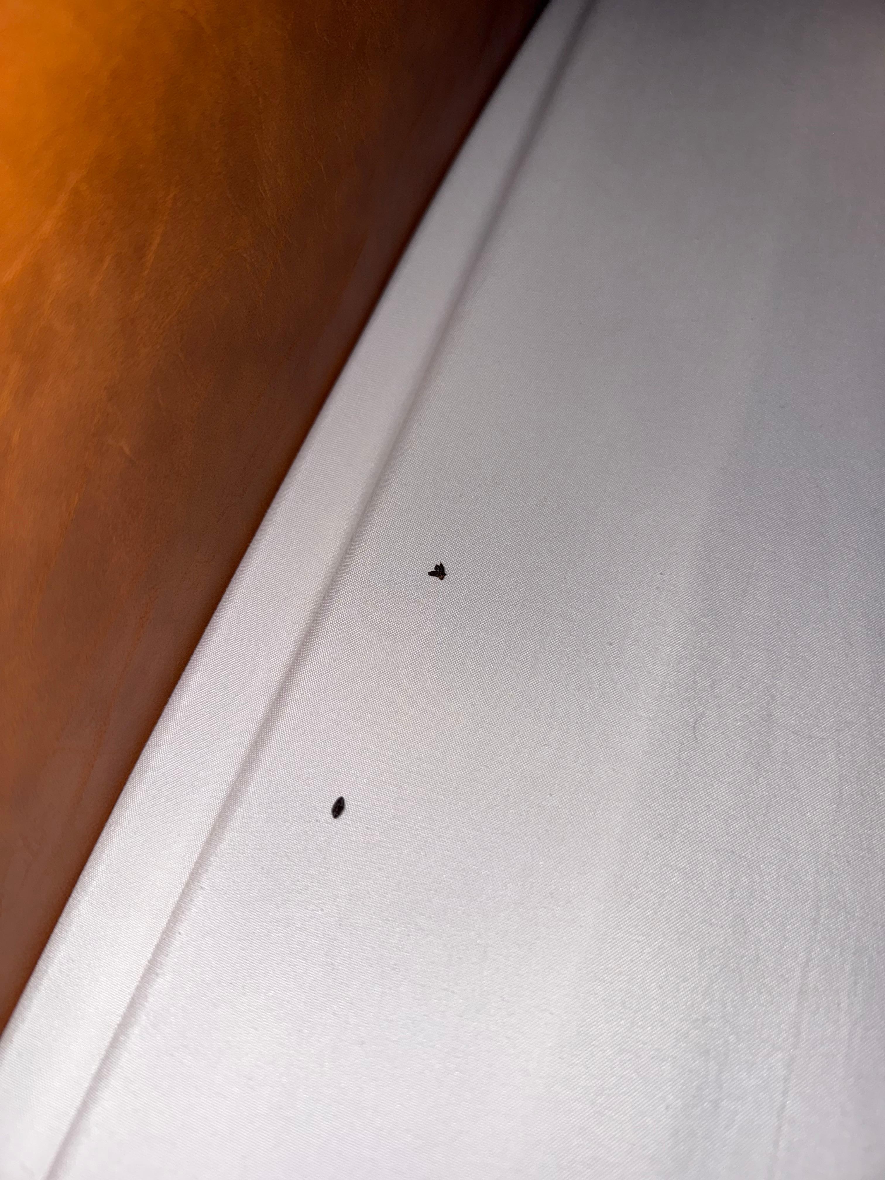 poop on one of the beds