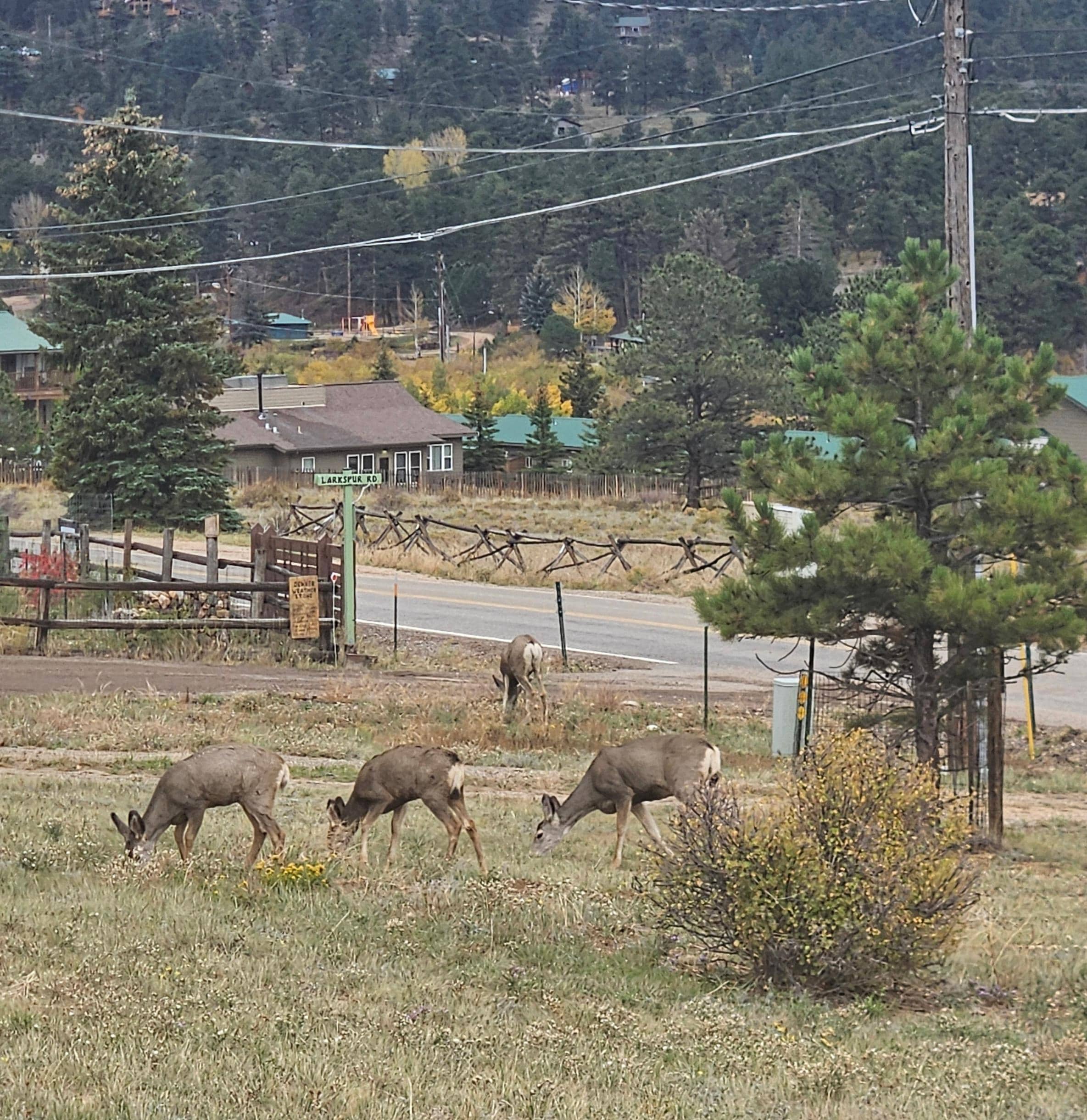 Friendswood came to visit in the yard.