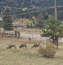 Friendswood came to visit in the yard.