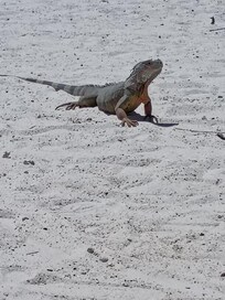 Groovy Iguana