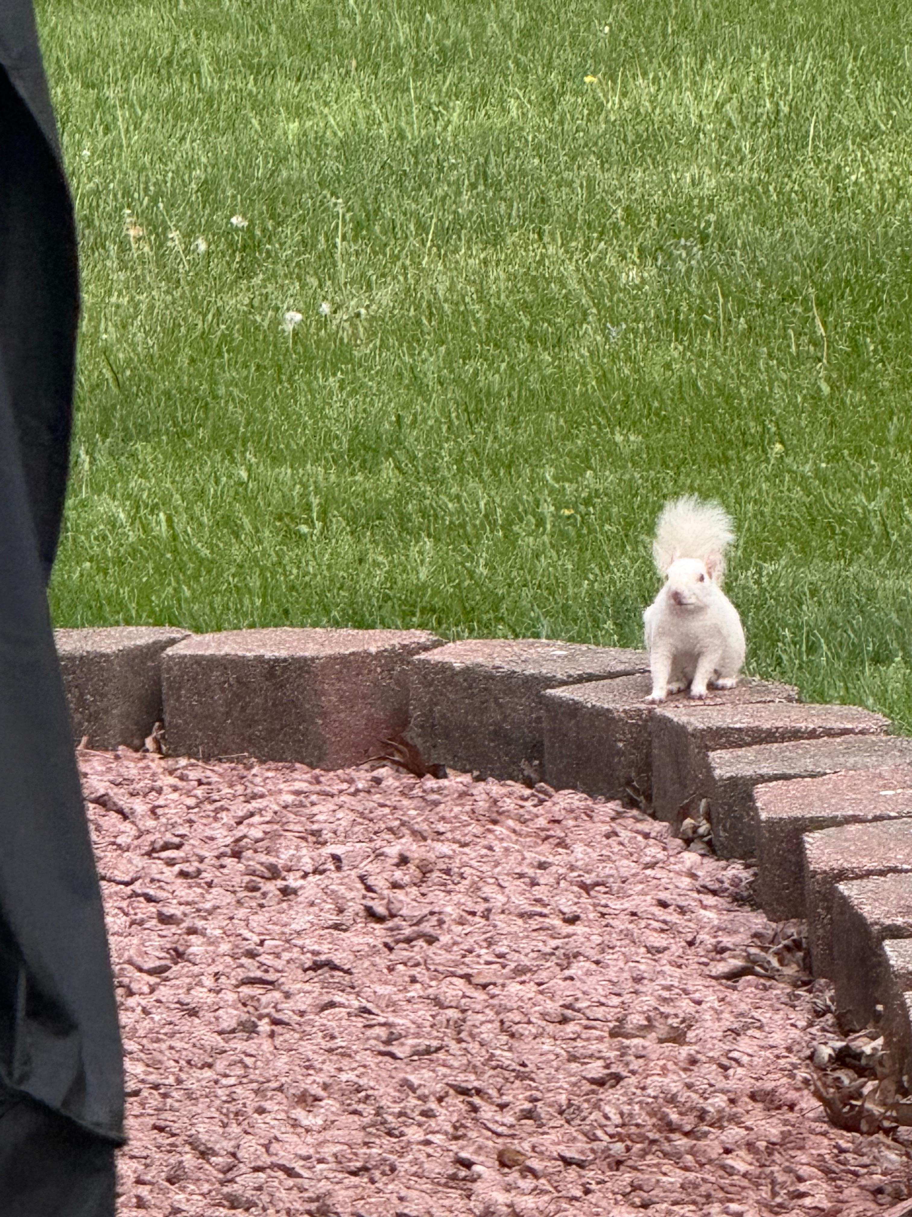 Home of the white squirrel 