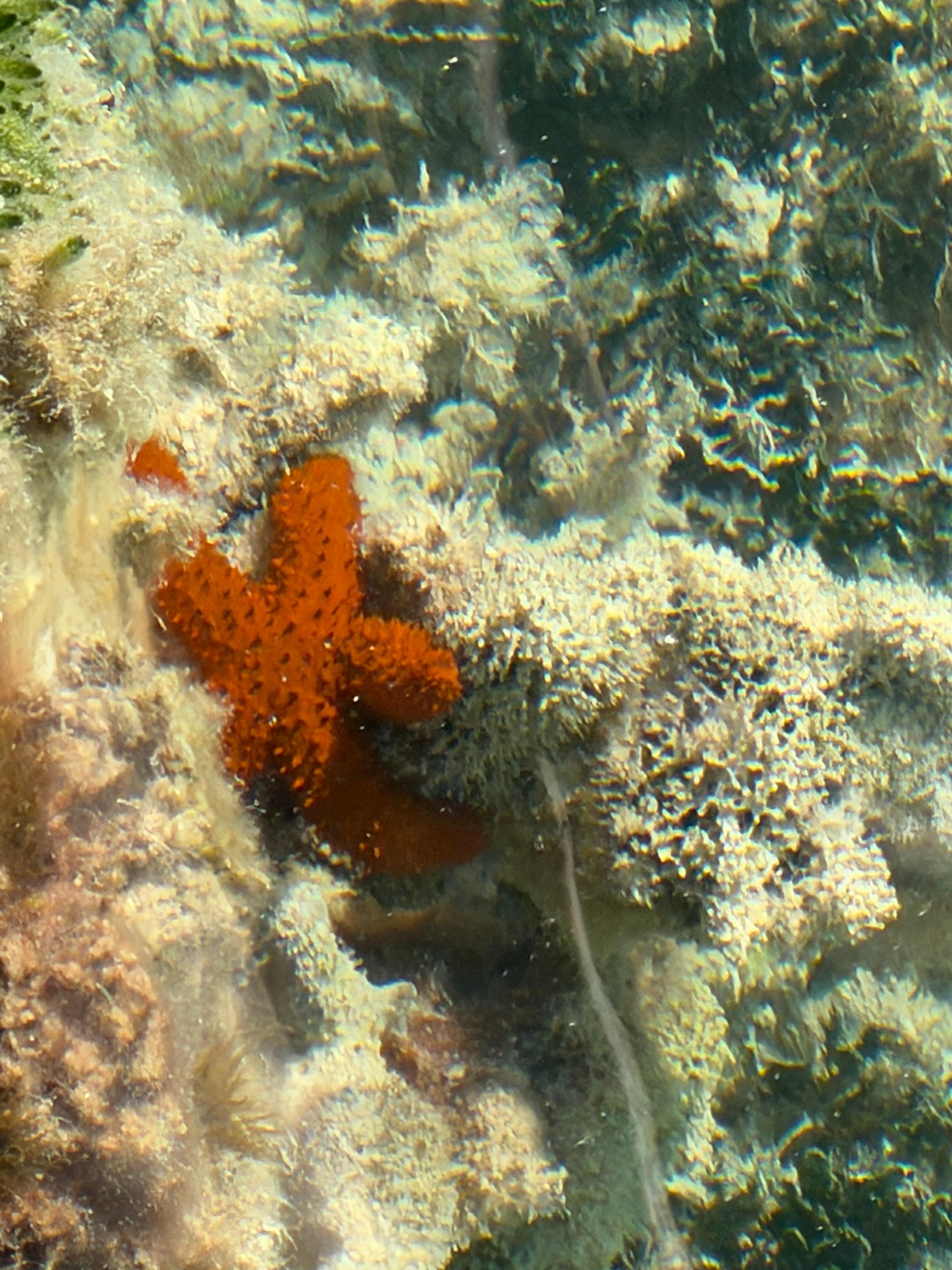 Starfish off the dock. 