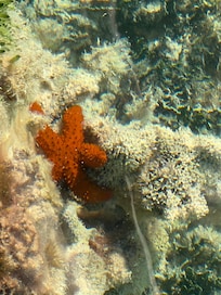 Starfish off the dock.