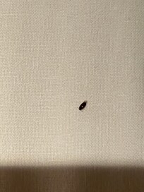 Insetto trovato nel letto