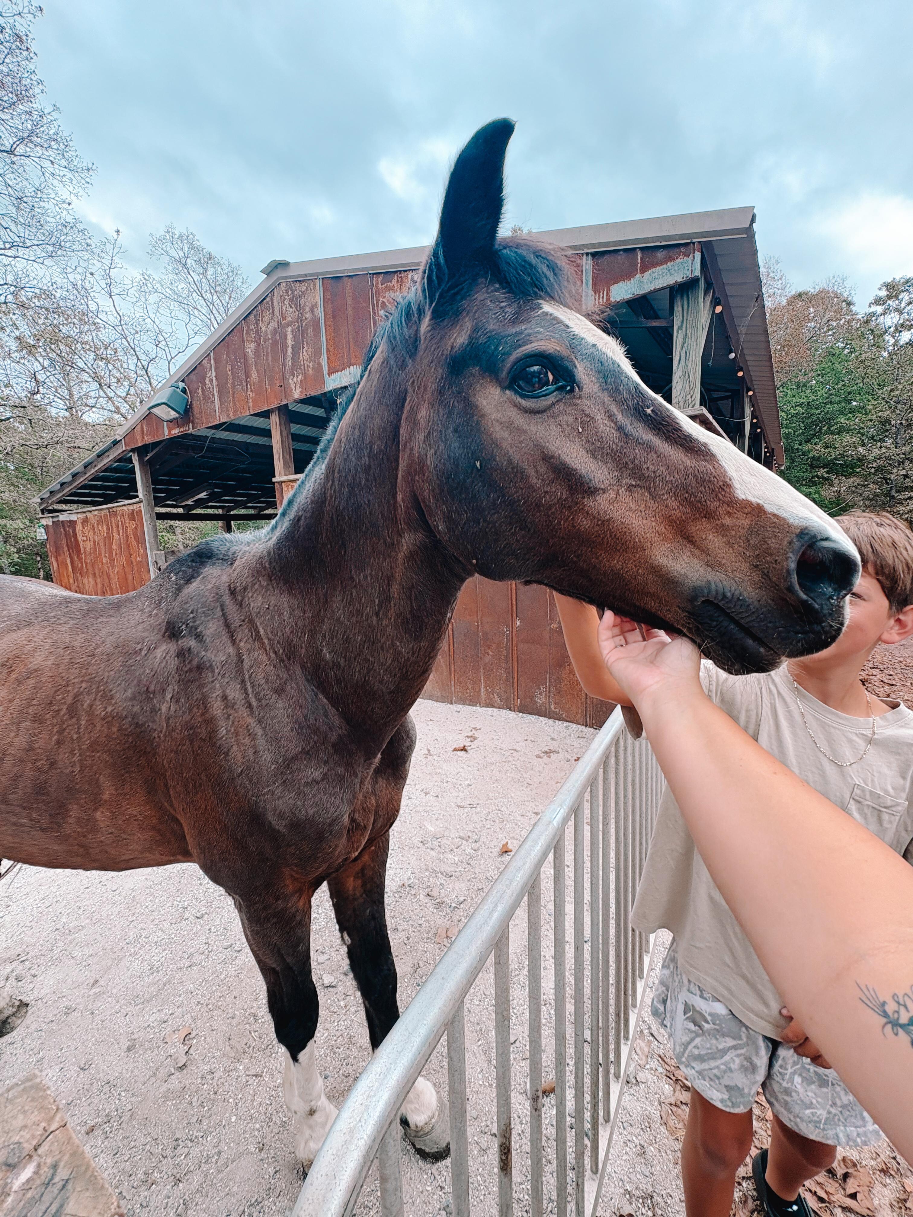 One of several horses that loved attention. 