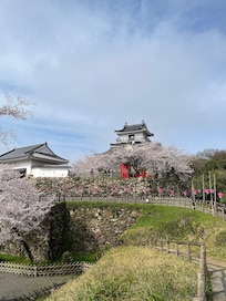 浜松城と桜