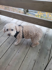 Chewy loved Herman's Hideaway 😄