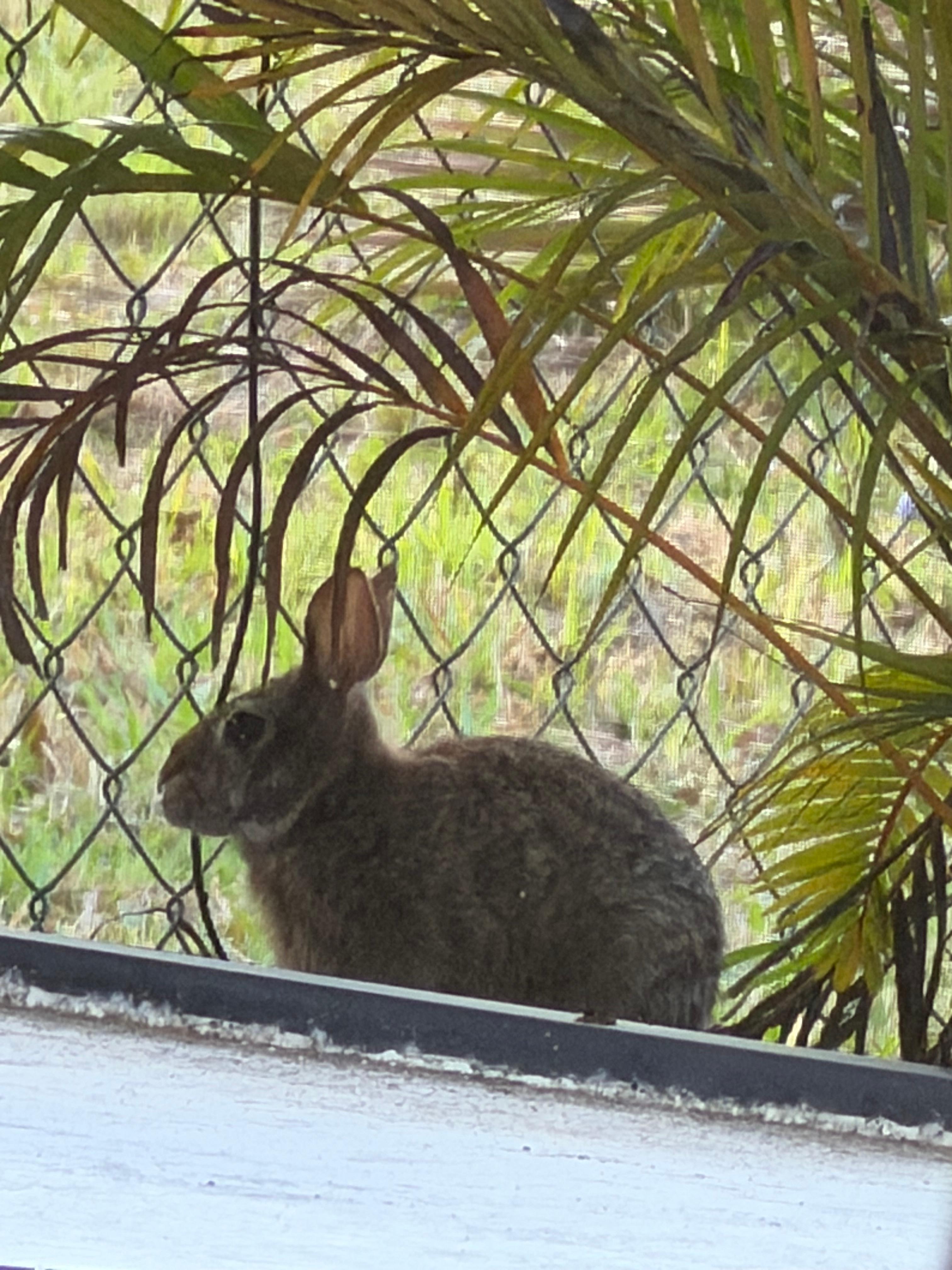 Easter bunny