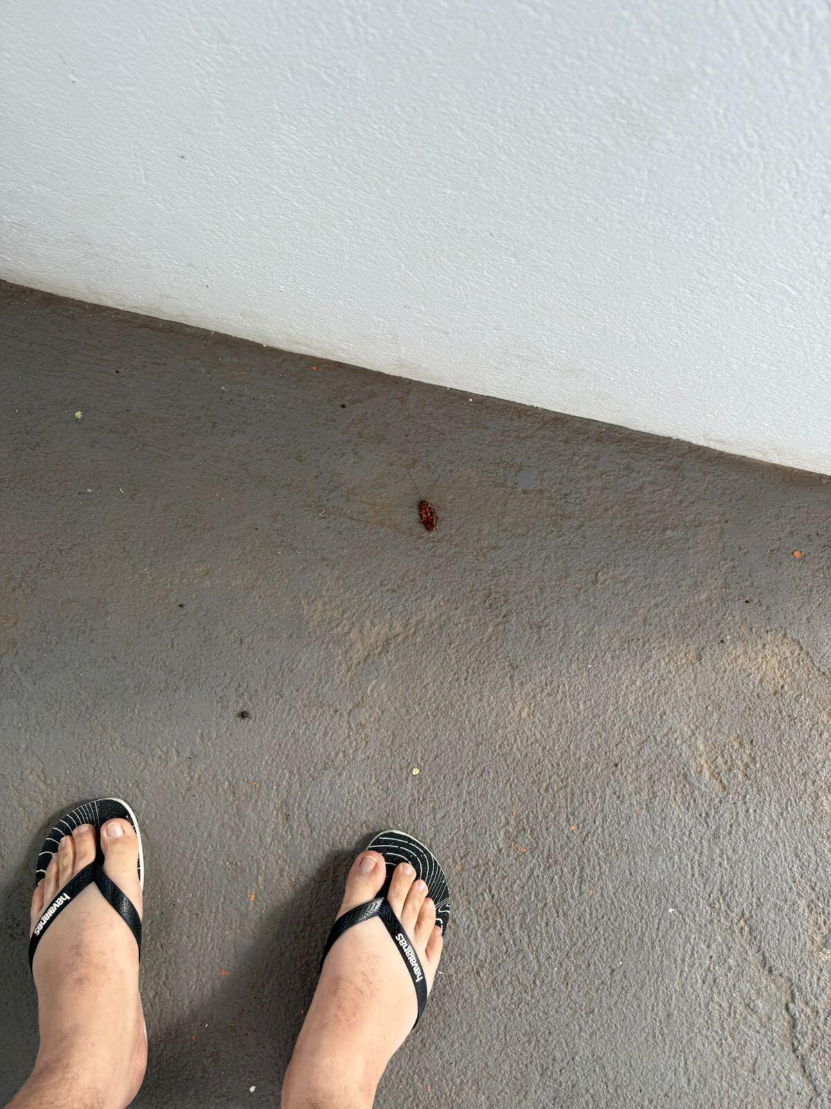 Barata morta na entrada do quarto