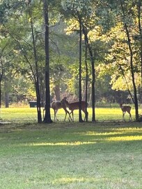 The property is very nicely maintained and the deer come and dust and dawn.