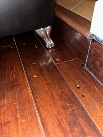 Roaches right next to the couch in the living room